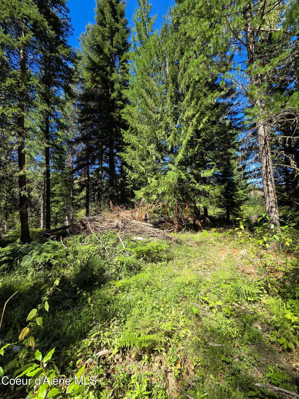 NNA Pup Paw 10 acres Priest River, ID 83856