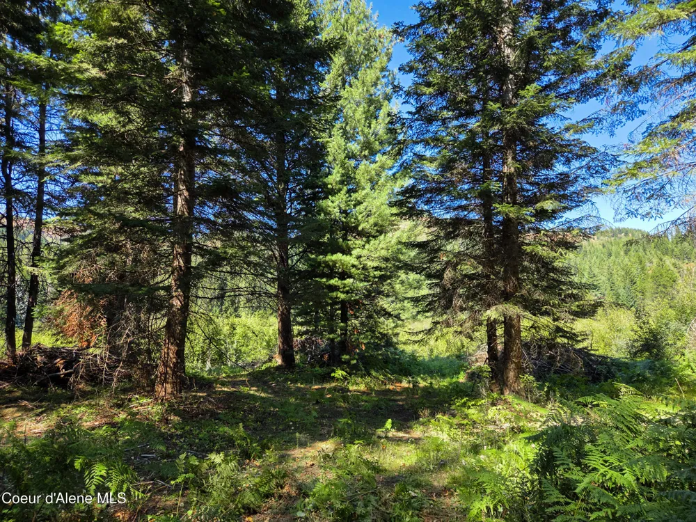 NNA Pup Paw 10 acres Priest River, ID 83856