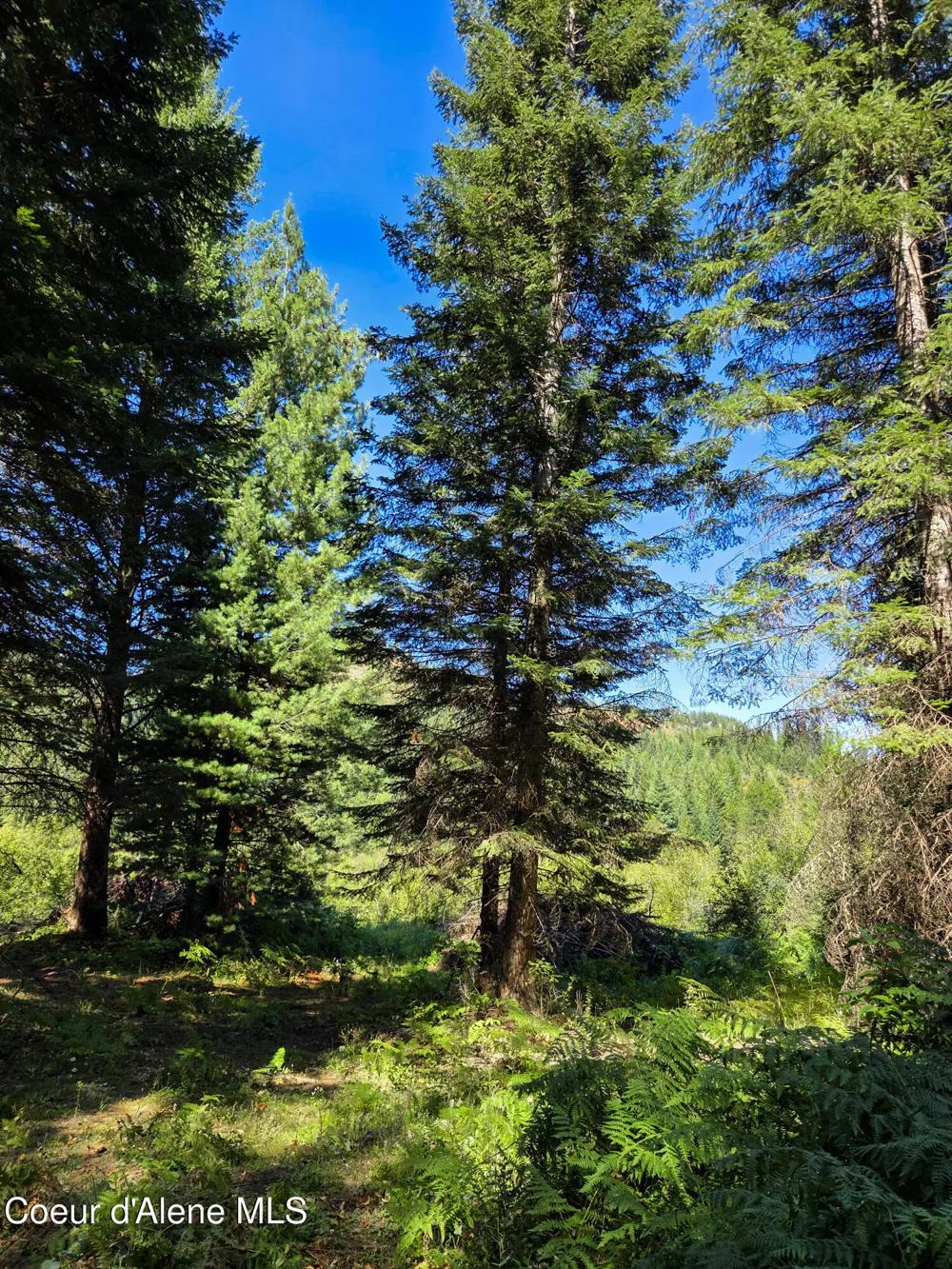 NNA Pup Paw 10 acres Priest River, ID 83856