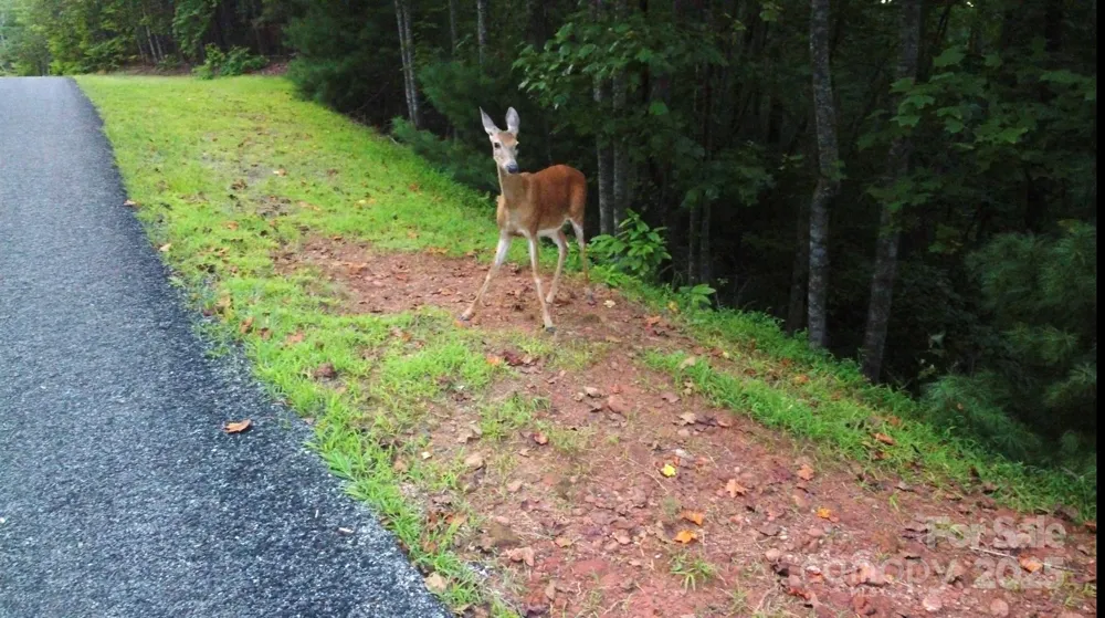 lots 11/12 South Pointe Road Mill Spring, NC 28756