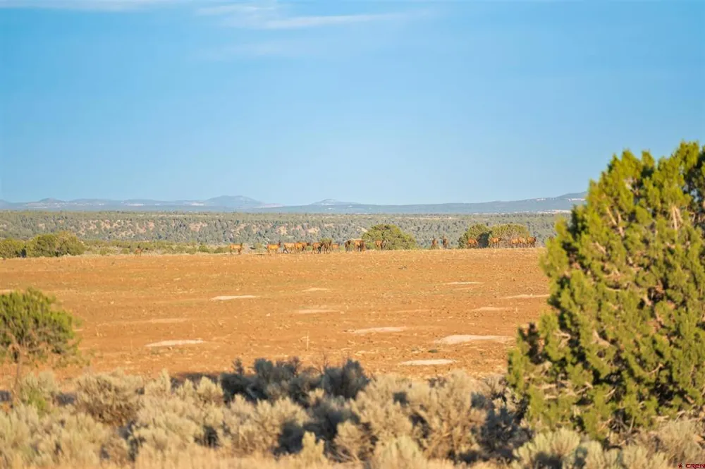 2 County Road 106 Hesperus, CO 81326