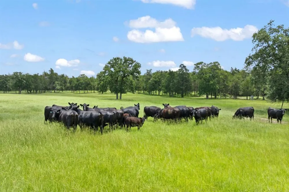 705 Antioch Road Paige, TX 78659
