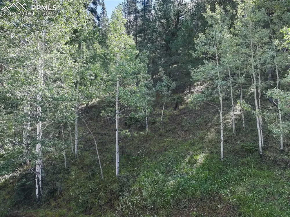 490 Willow Road Divide, CO 80814