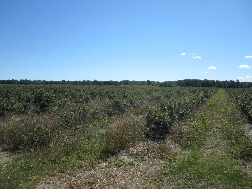1997 E Townline Road Free Soil, MI 49411