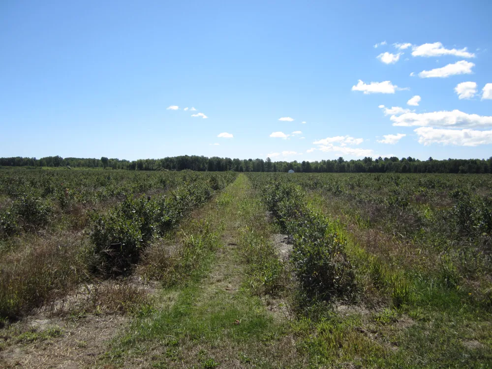 1997 E Townline Road Free Soil, MI 49411