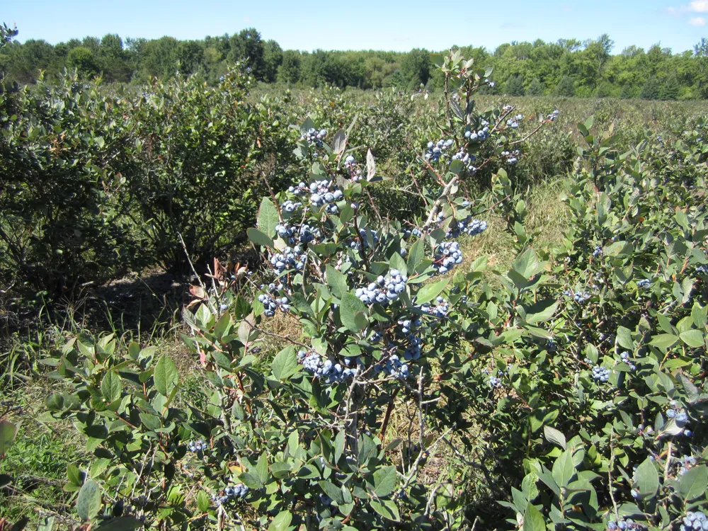 1997 E Townline Road Free Soil, MI 49411
