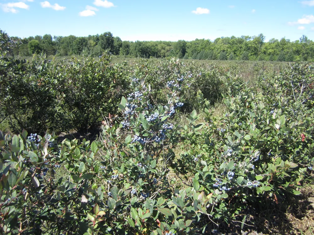 1997 E Townline Road Free Soil, MI 49411