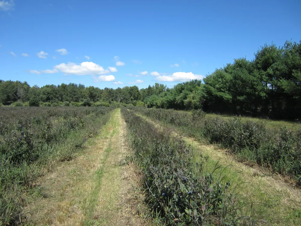 1997 E Townline Road Free Soil, MI 49411