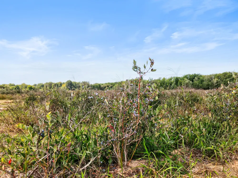 1997 E Townline Road Free Soil, MI 49411