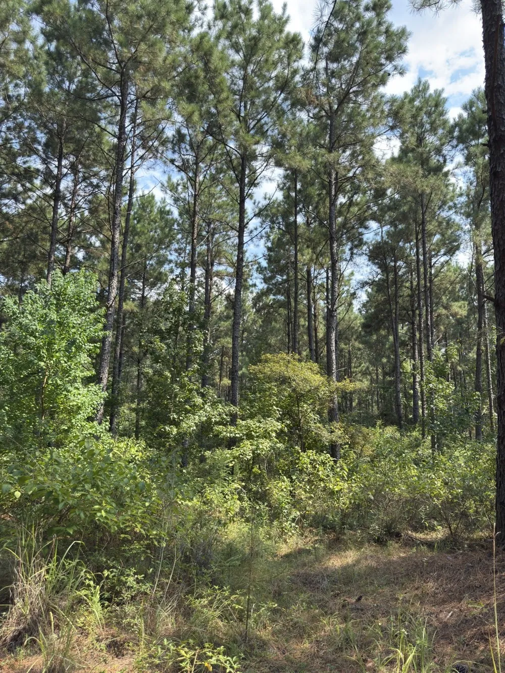 County Road 283 Garrison, TX 75946