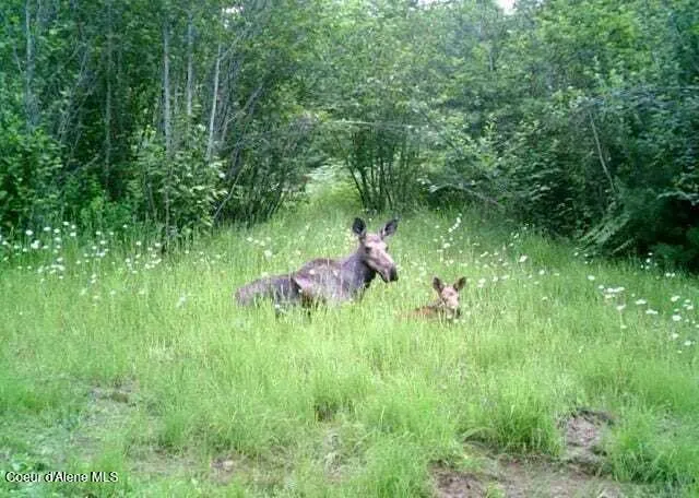 905 Terror Gulch Road Osburn, ID 83849