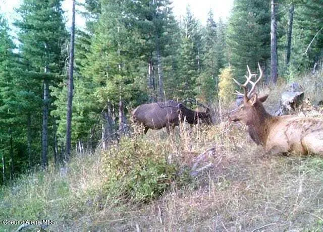 905 Terror Gulch Road Osburn, ID 83849