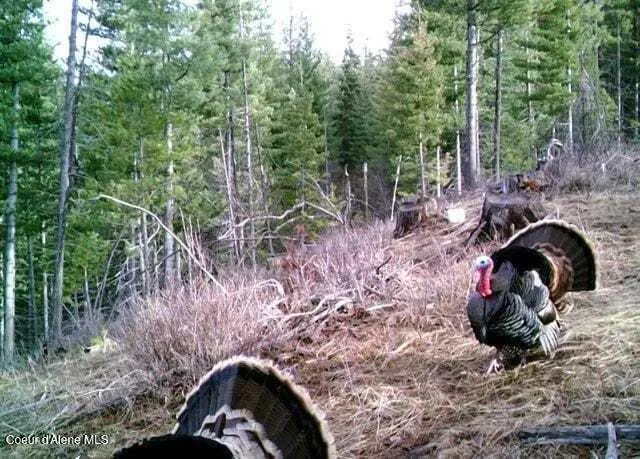 905 Terror Gulch Road Osburn, ID 83849