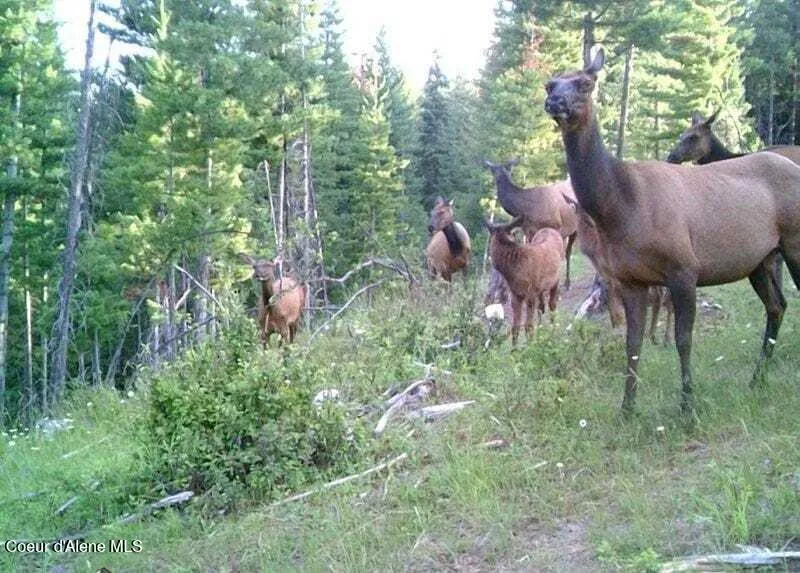 905 Terror Gulch Road Osburn, ID 83849