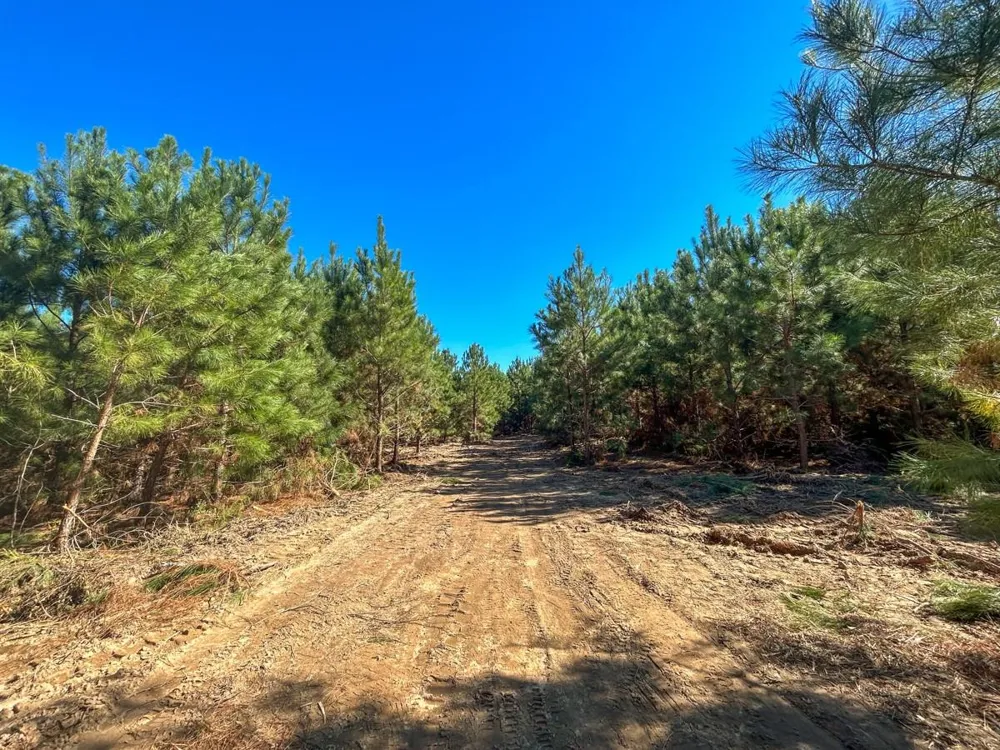7 County Road 3121 Long Branch, TX 75669