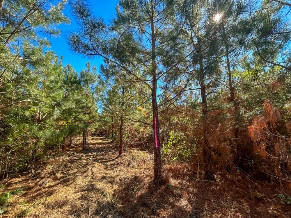 6 County Road 3121 Long Branch, TX 75669