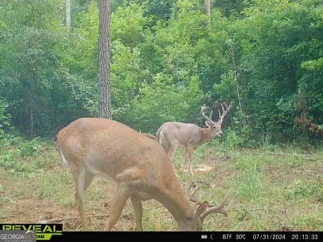 0 Seven Islands RD Madison, GA 30650
