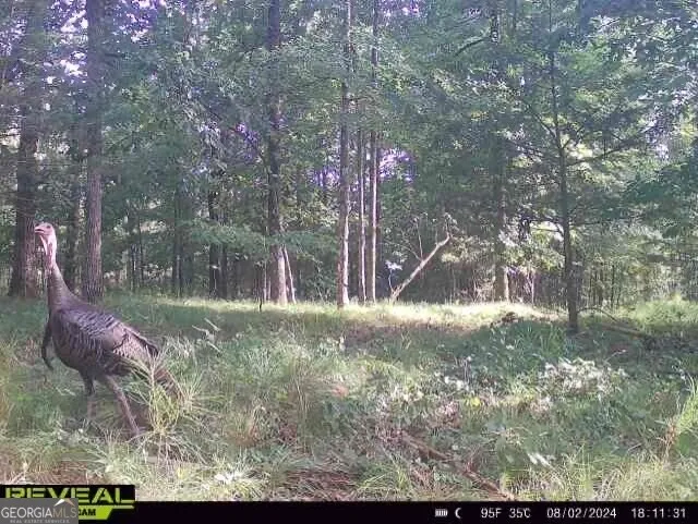 0 Seven Islands RD Madison, GA 30650