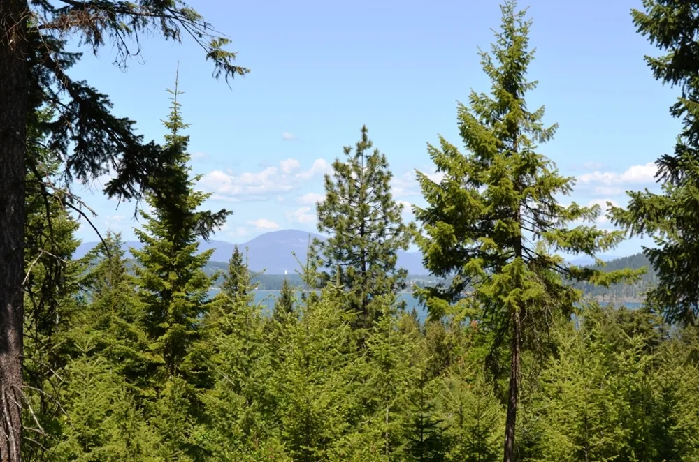 5343 S JACKLEG TRAIL Harrison, ID 83833