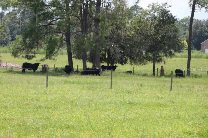 GREEN SWAMP ROAD Clermont, FL 34714