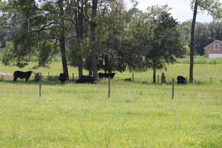 GREEN SWAMP ROAD Clermont, FL 34714