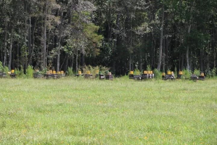 GREEN SWAMP ROAD Clermont, FL 34714