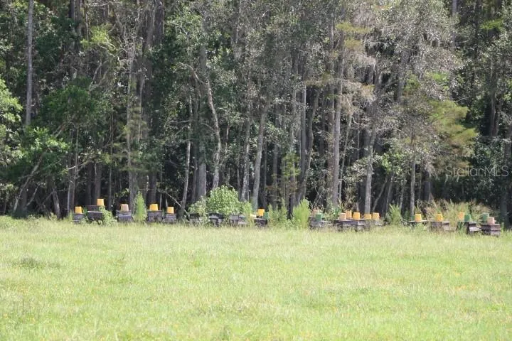 GREEN SWAMP ROAD Clermont, FL 34714