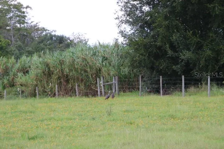 GREEN SWAMP ROAD Clermont, FL 34714