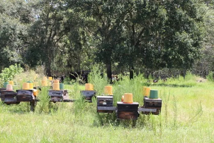 GREEN SWAMP ROAD Clermont, FL 34714