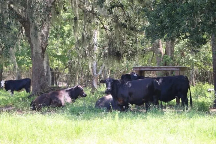 GREEN SWAMP ROAD Clermont, FL 34714