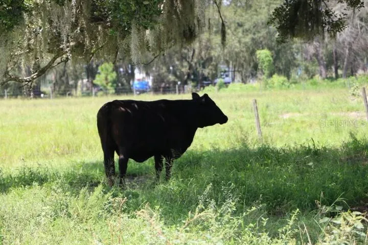 GREEN SWAMP ROAD Clermont, FL 34714