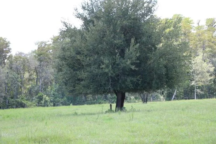 GREEN SWAMP ROAD Clermont, FL 34714