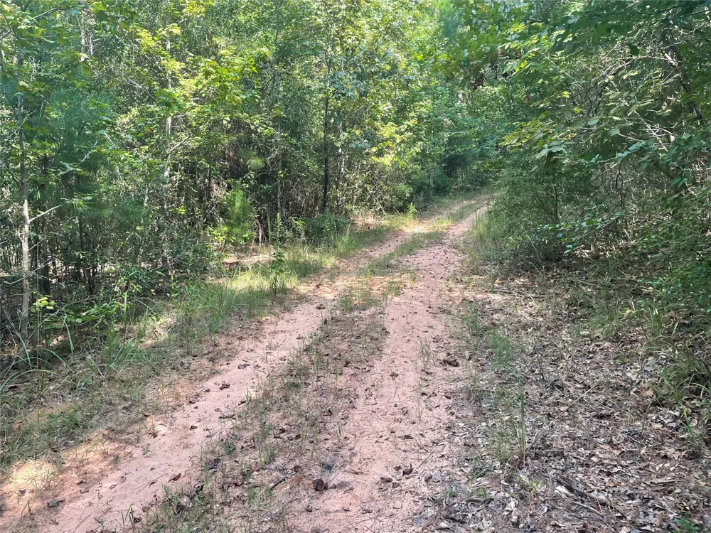 649 An County Road 1215 Grapeland, TX 75844
