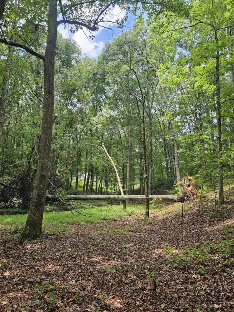 Pineywood Drive