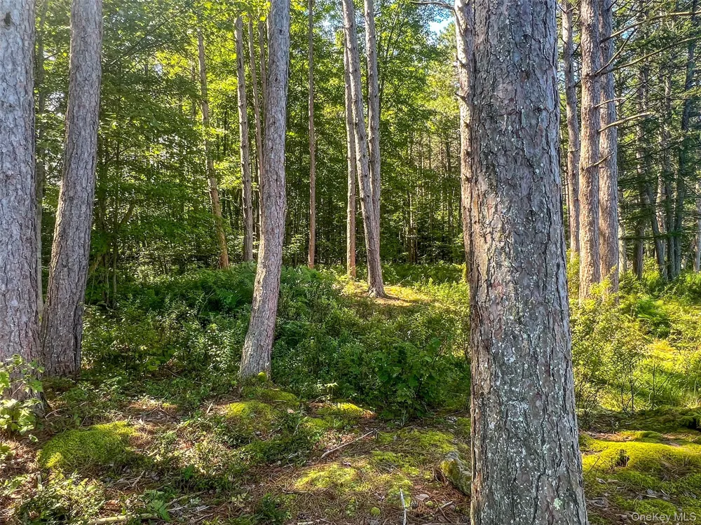 0 Masonville Pond Cummings Road Call Listing Agent, NY 