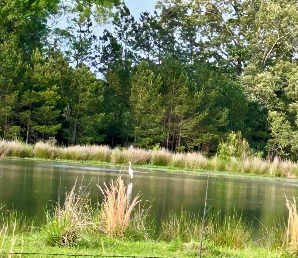 141 Walnut Loop Loop Shepherd, TX 77371