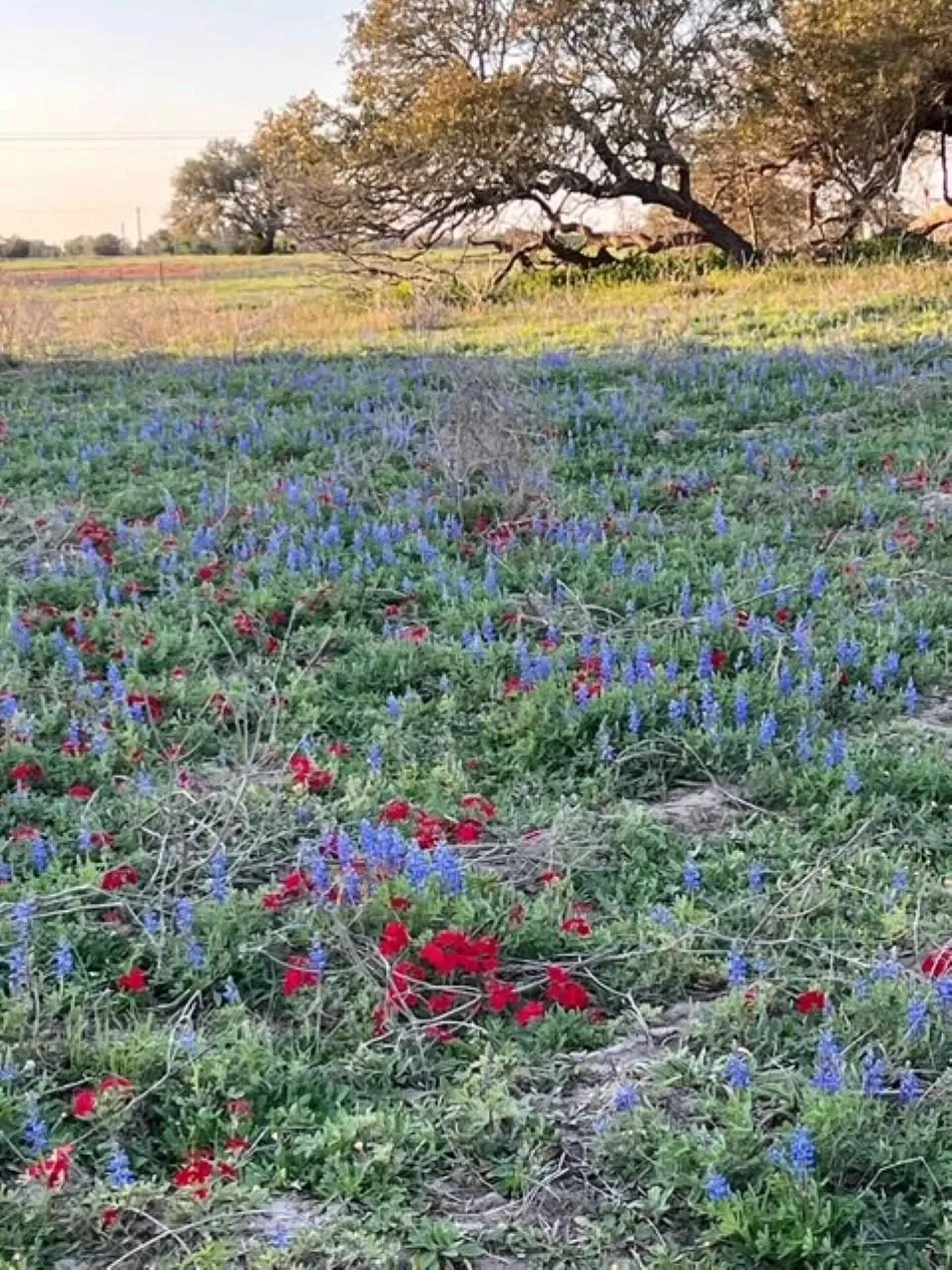 265 Boulton Creek Road Flatonia, TX 78941