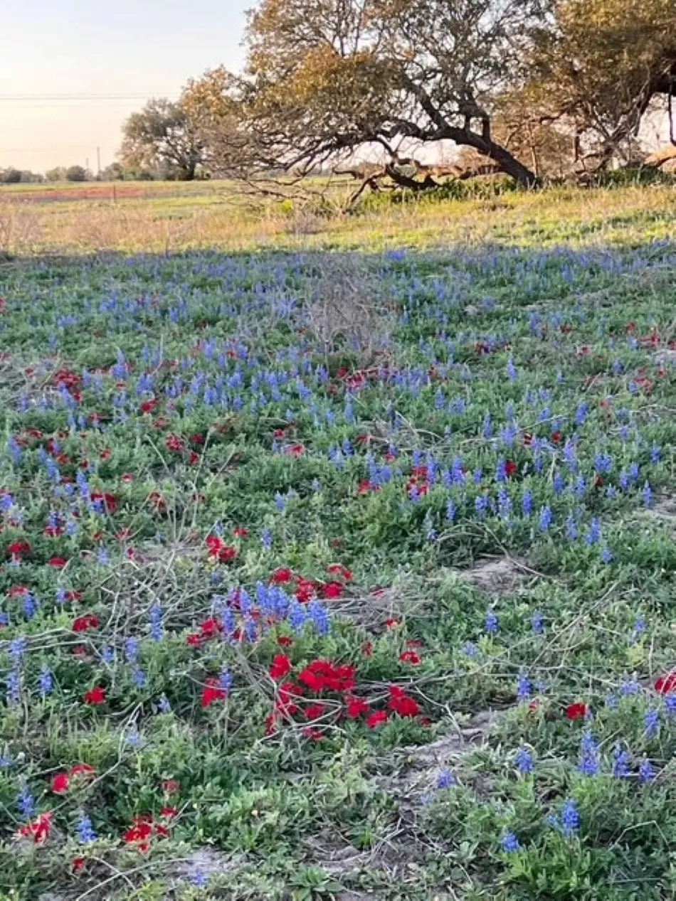 265 Boulton Creek Road Flatonia, TX 78941