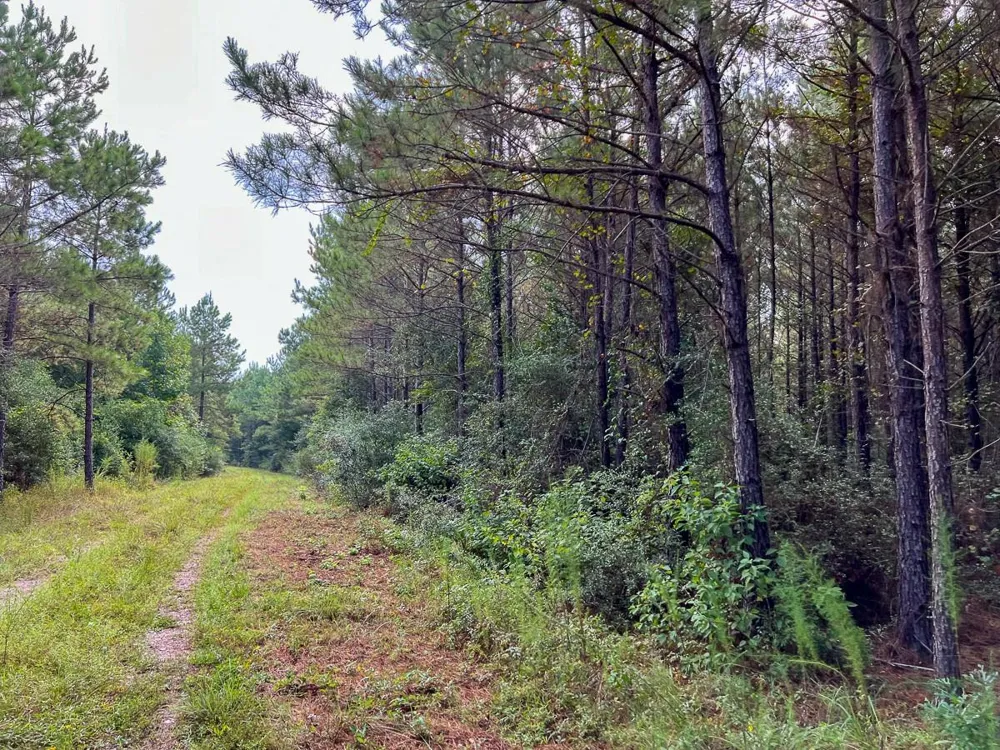 3 Fm 1987 Corrigan, TX 77351
