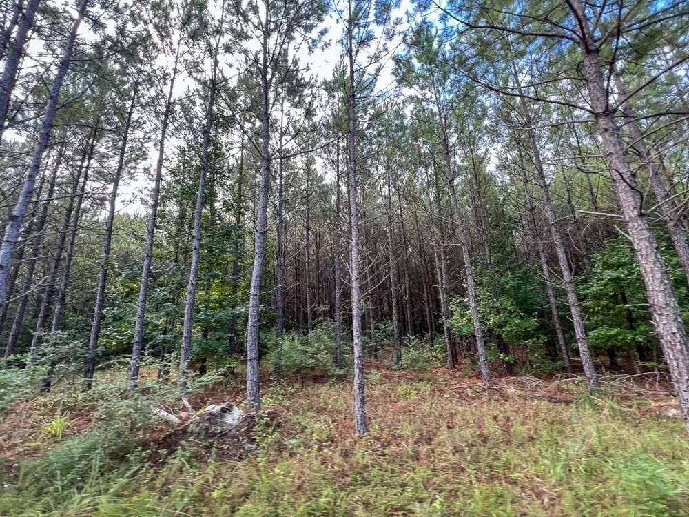 3 Fm 1987 Corrigan, TX 77351