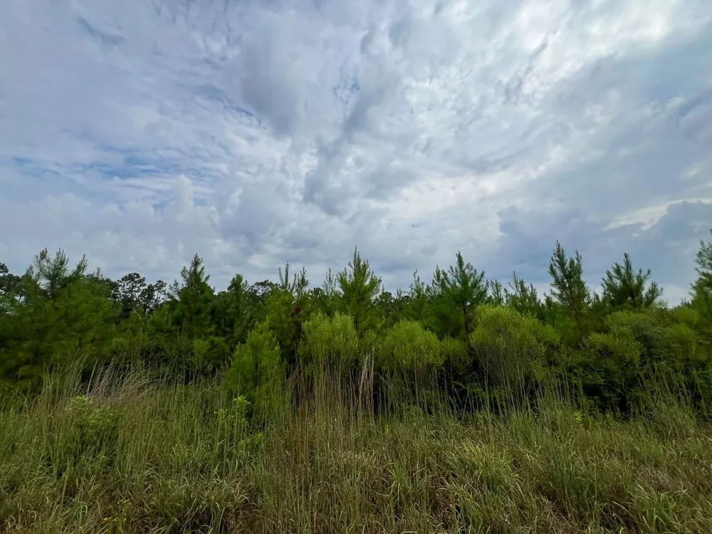 3 Fm 1987 Corrigan, TX 77351
