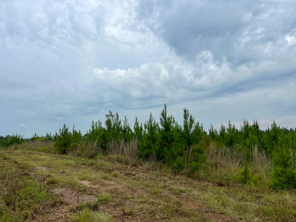 3 Fm 1987 Corrigan, TX 77351