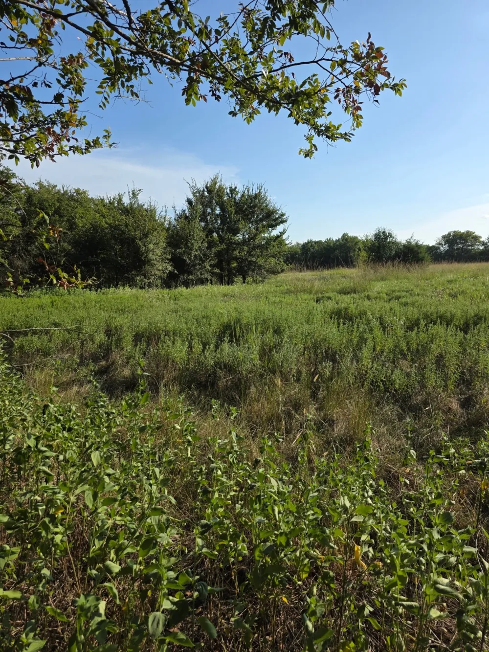 Grayson Street Groesbeck, TX 76642