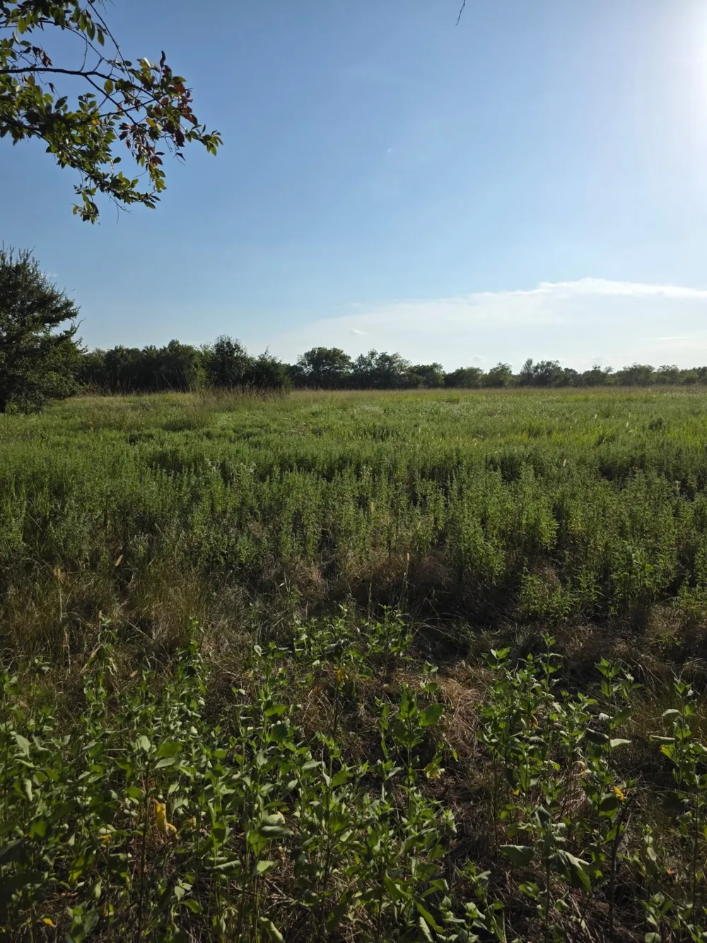 Grayson Street Groesbeck, TX 76642