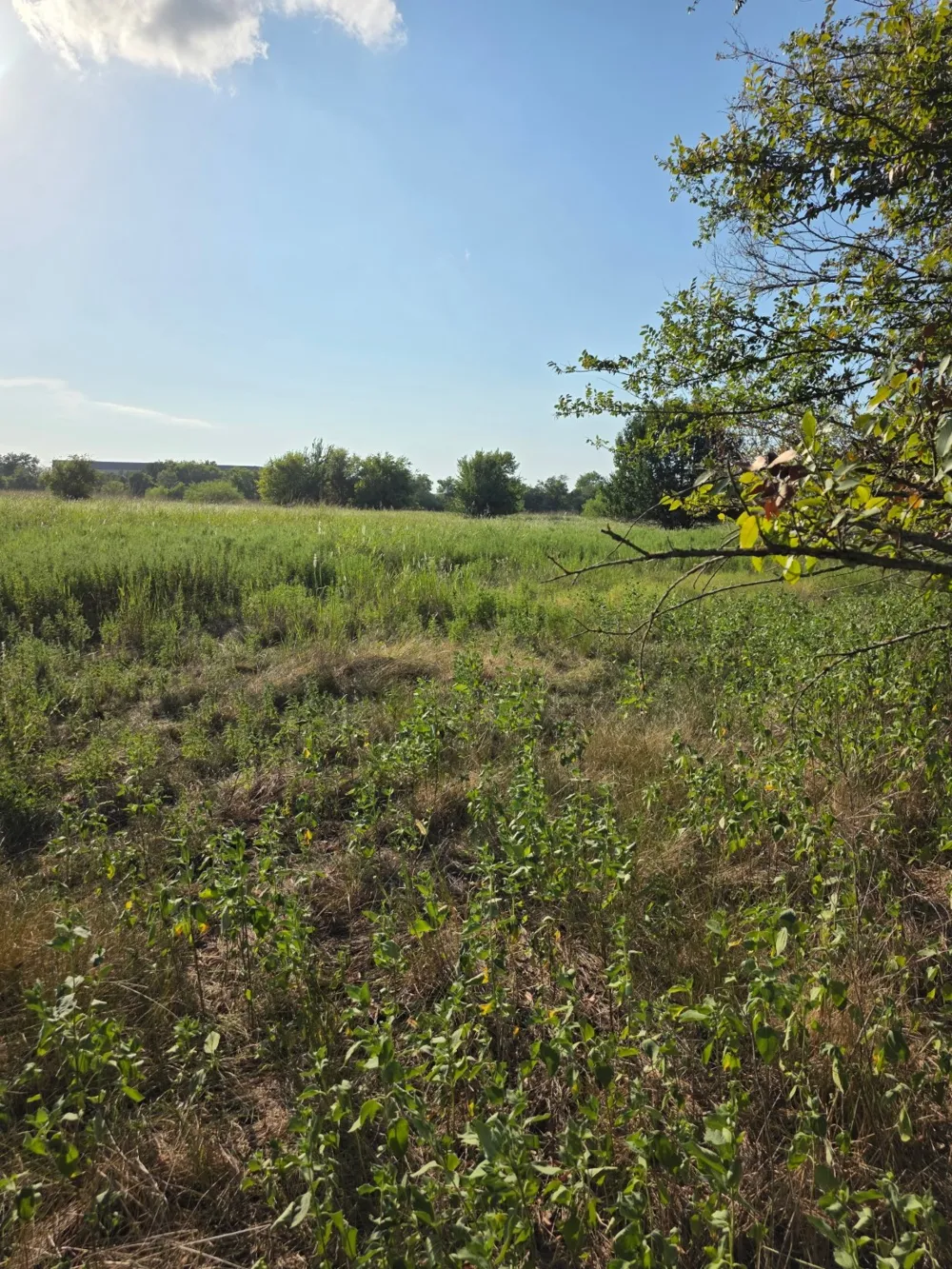 Grayson Street Groesbeck, TX 76642