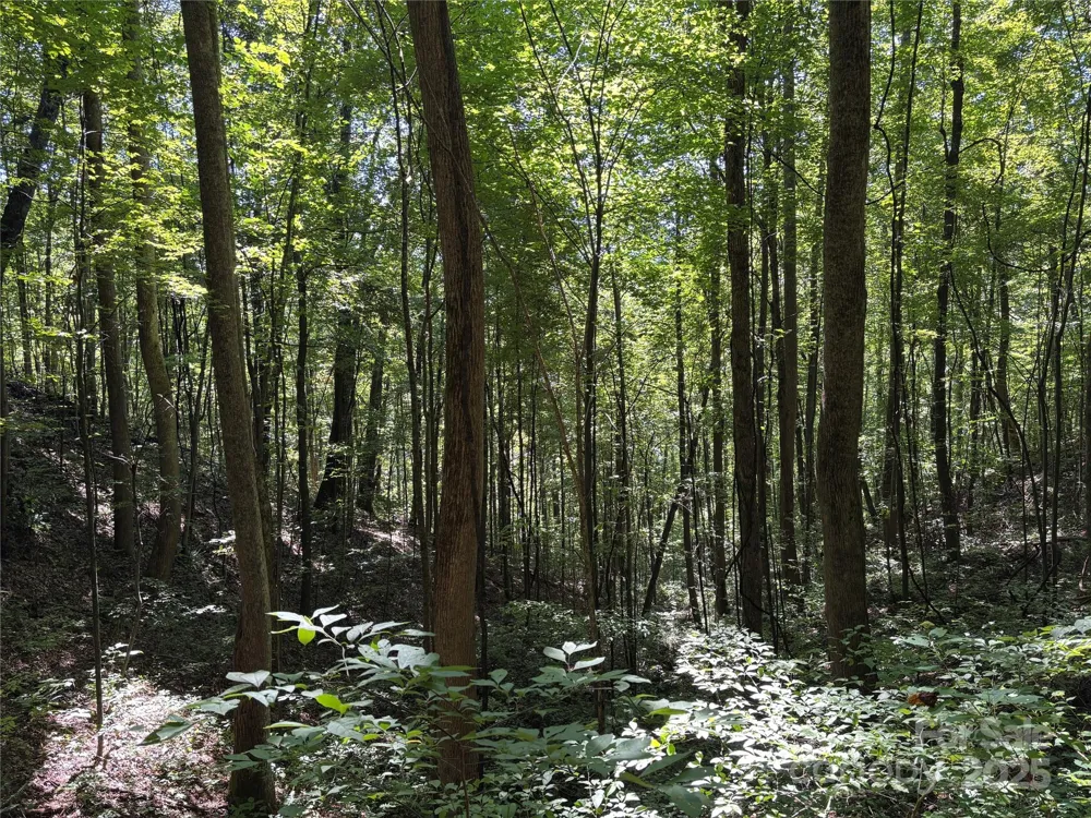 9999 Cindy Cove Trail Robbinsville, NC 28771