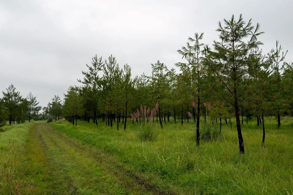 0 Rancho el Progreso, Barrio de la Cabecera 3a Secci Out of Country, GA 50900