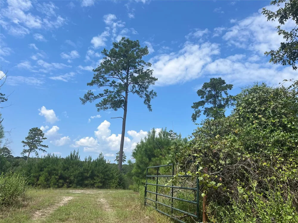 Nine Bridge Road Corrigan, TX 75939