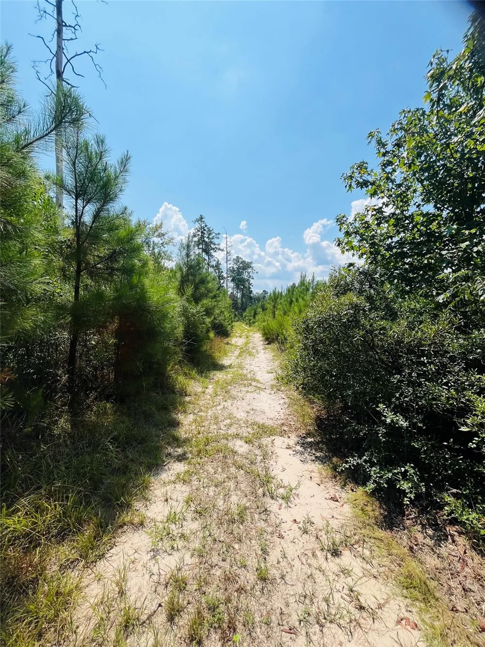 Nine Bridge Road Corrigan, TX 75939