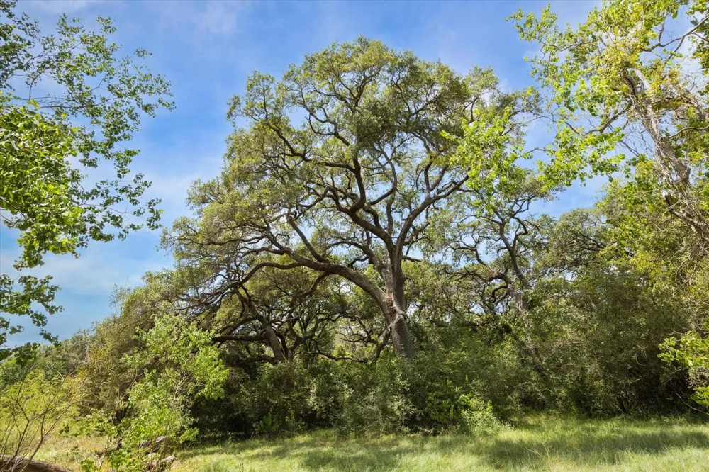 County Road 175 Garwood, TX 77442